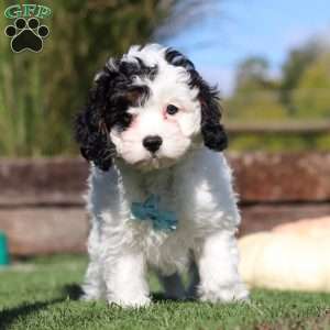 Max, Cavapoo Puppy